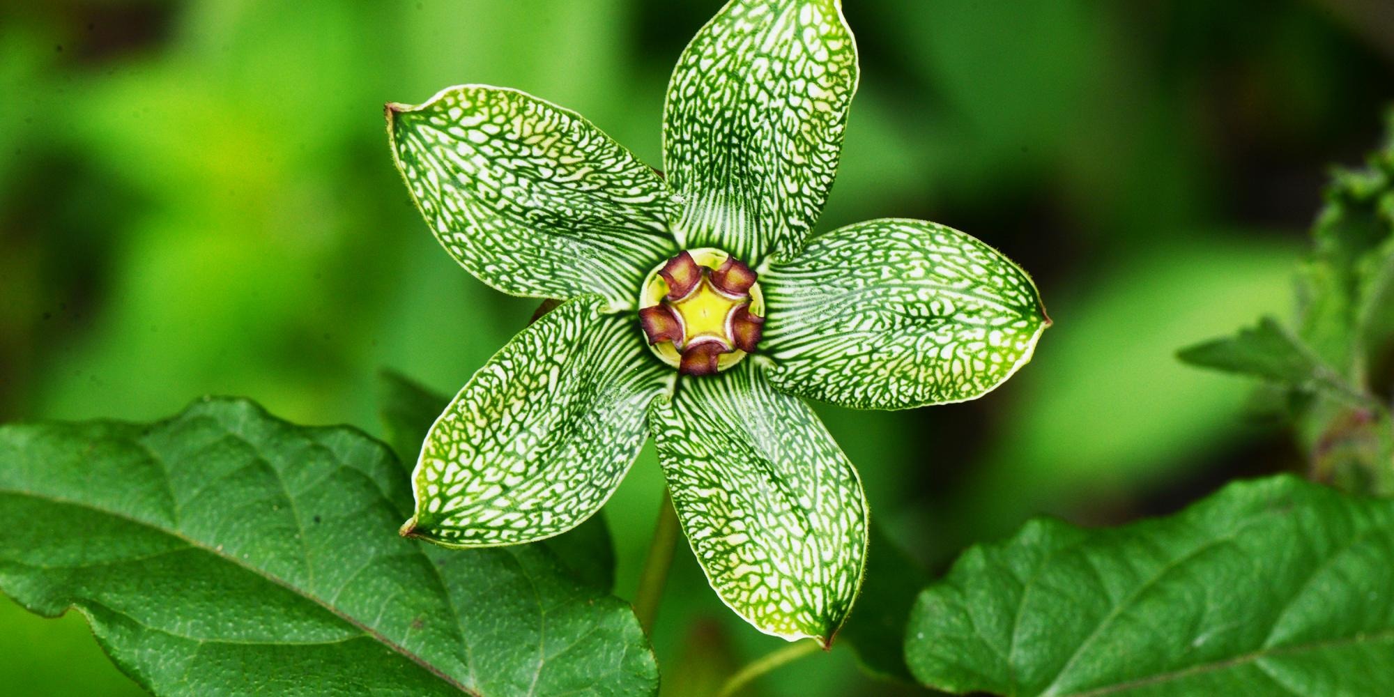 Botany Image 3