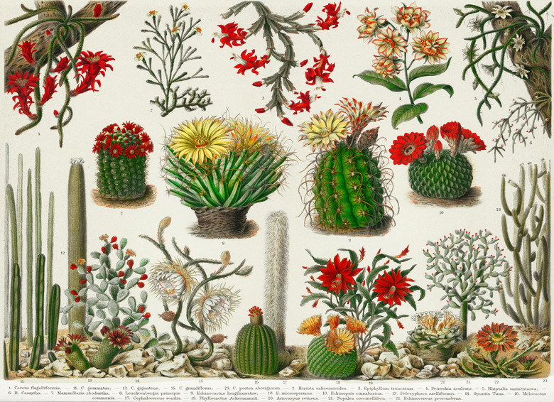 Botany Image 4
