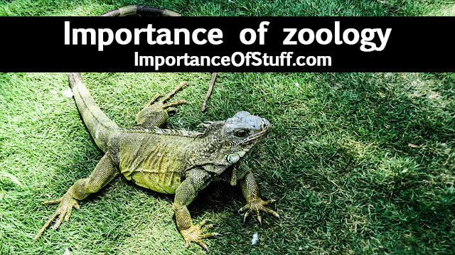 Zoology Image 6